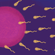 Una ilustración de espermatozoides humanos compitiendo para fertilizar un óvulo.